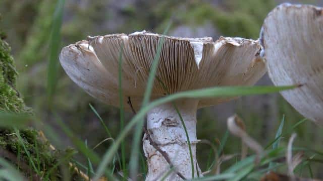 2 Kişinin Ölümüne Neden Olan Mantarın Görüntüsü Ortaya Çıktı