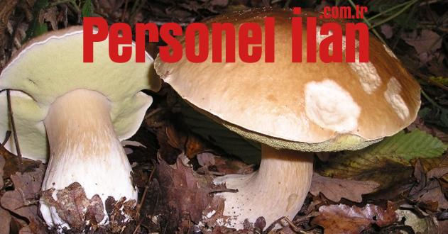 Zehirli Mantardan 3 Kişi Hastaneye Kaldırıldı 1’i Ölü