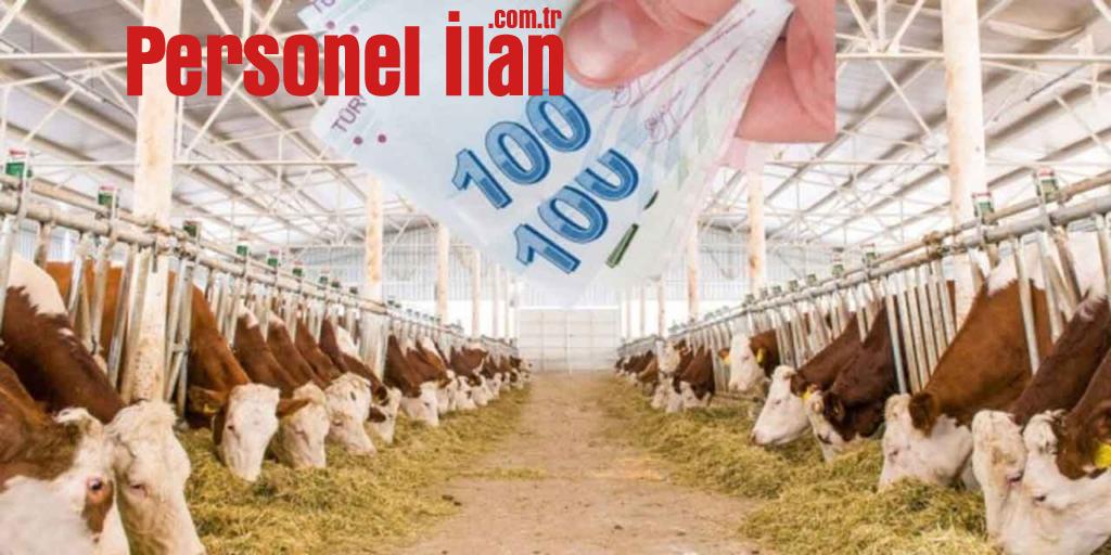 2023 Hayvan Kredisi Alma! İşte Kredi Veren Bankalar