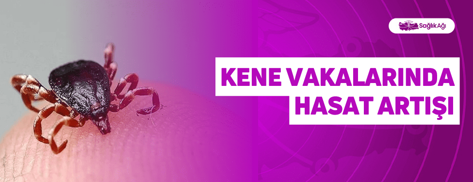 Kene Vakalarında Hasat Artışı