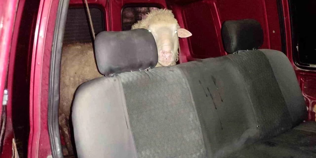 Bilecik'te Gece Yarısı Dramı: Gölpazarı'nda Koyun Hırsızları Jandarma Tarafından Suçüstü Yakalandı!