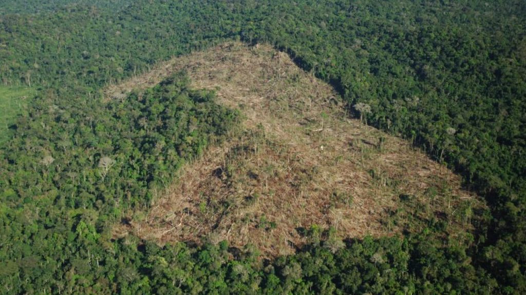Türkiye'nin Orman Varlığı Tehdit Altında: Milyonlarca Metrekare Ormanlık Alan Tehlike Altında!