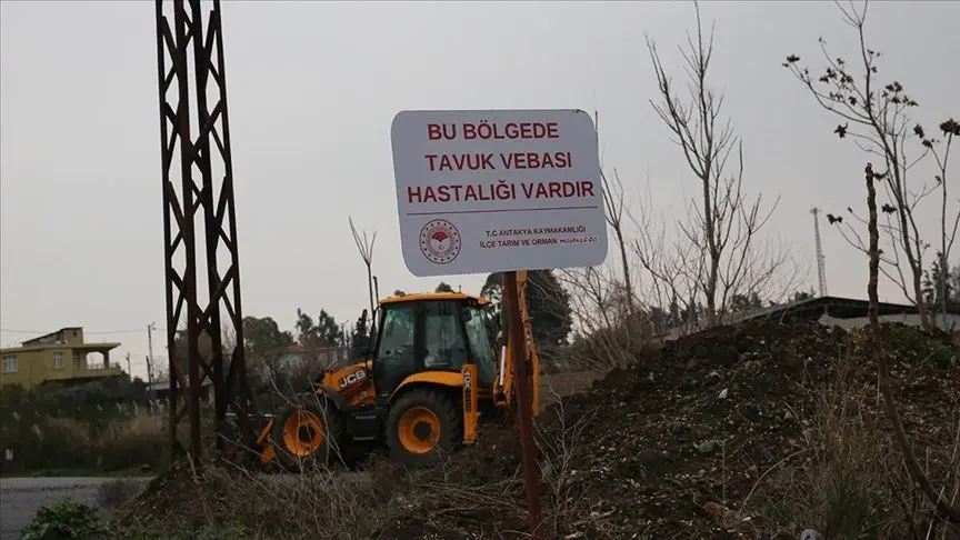 Hatay’ın Antakya ilçesine bağlı Paşaköy Mahallesi’nde kuş gribi tespit edilmesi