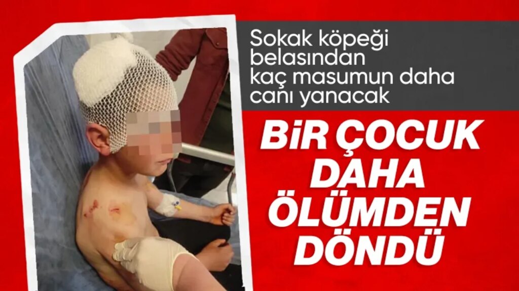Isparta’da Korku Dolu Anlar: Başıboş Köpekler 9 Yaşındaki Çocuğu Parçaladı!