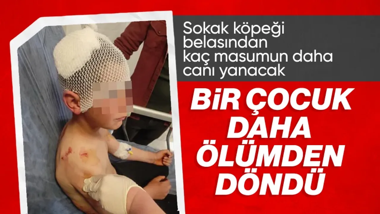 Isparta’da Korku Dolu Anlar: Başıboş Köpekler 9 Yaşındaki Çocuğu Parçaladı!