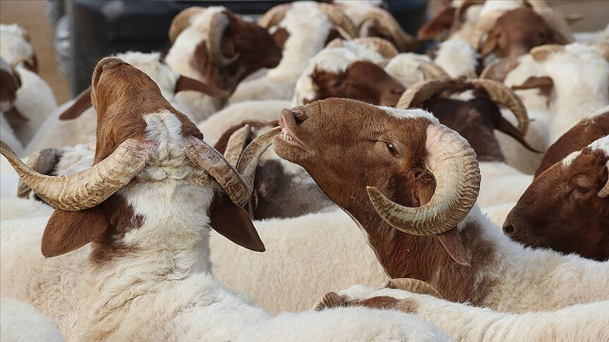 Kurban Bayramı Ne Zaman? Bayram Tatili Gündemde! 2025