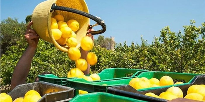 Limon fiyatlarında yeni dönem: İstikrar ve mücadele